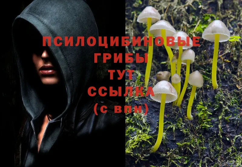 Галлюциногенные грибы Psilocybe  хочу наркоту  Рославль 